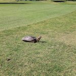 Panoramic view of a lush green golf course at Cave Creek Golf Course. Smooth