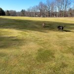 Panoramic view of a lush green golf course at Chippanee Golf Club. Smooth