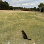 green grass with the flag in the hole.