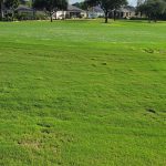 green grass with the flag in the hole.