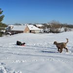 green grass with the flag in the hole.
