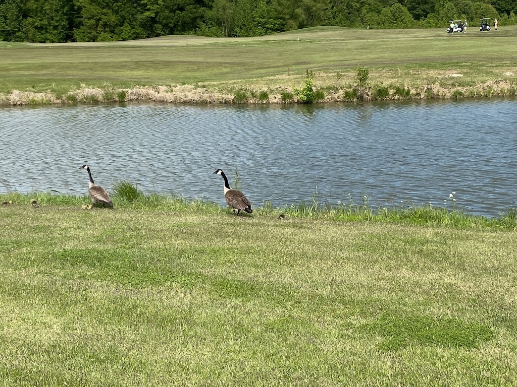 Panoramic view of a lush green golf course at Drake Creek Golf Club. Smooth