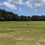 Panoramic view of a lush green golf course at Dunes West Golf and River Club. Smooth