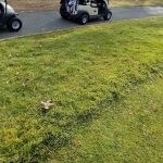 green grass with the flag in the hole.