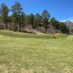 Panoramic view of a lush green golf course at Eisenhower Golf Course. Smooth