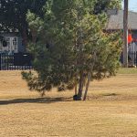 green grass with the flag in the hole.