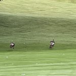 green grass with the flag in the hole.