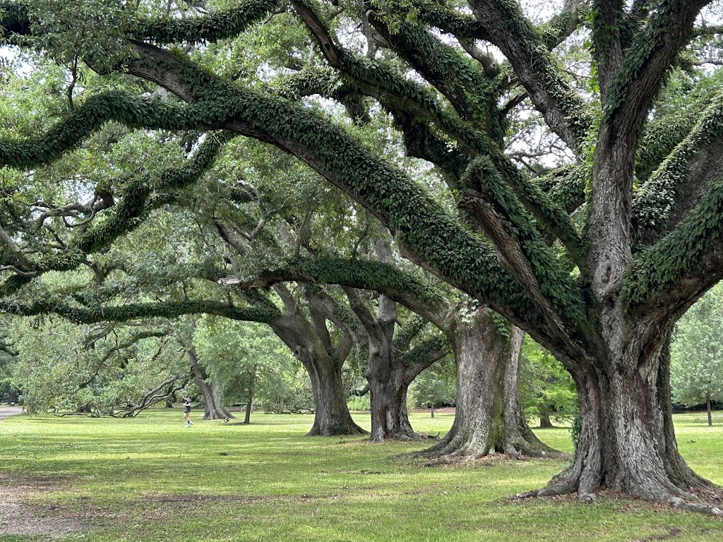 Panoramic view of a lush green golf course at Golf Club at Audubon Park. Smooth