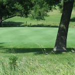 green grass with the flag in the hole.
