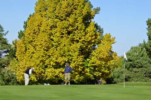 Panoramic view of a lush green golf course at Harrington Golf & Country Club. Smooth