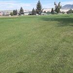 green grass with the flag in the hole.