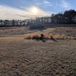 green grass with the flag in the hole.