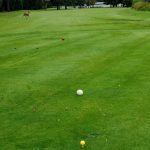 green grass with the flag in the hole.