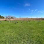 Panoramic view of a lush green golf course at Ocean City Golf Course. Smooth