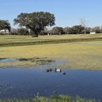 green grass with the flag in the hole.