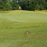 green grass with the flag in the hole.