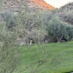 green grass with the flag in the hole.