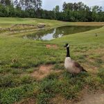 Panoramic view of a lush green golf course at Red Bridge Golf Club. Smooth