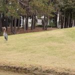 green grass with the flag in the hole.