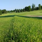 Panoramic view of a lush green golf course at River Ridge Golf Course. Smooth