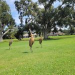 Panoramic view of a lush green golf course at Serenoa Golf Club. Smooth