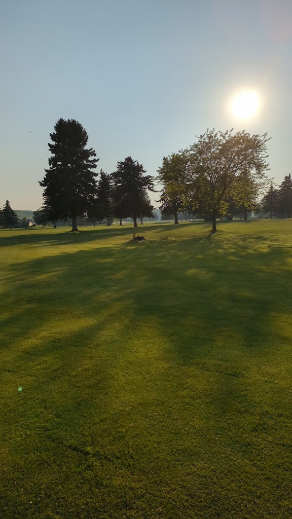 green grass with the flag in the hole.