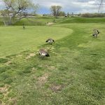 Panoramic view of a lush green golf course at Stoney Creek Golf Course. Smooth