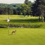green grass with the flag in the hole.