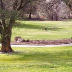 Panoramic view of a lush green golf course at Turkey Creek Golf Club. Smooth