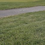 green grass with the flag in the hole.