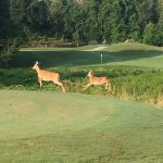 Panoramic view of a lush green golf course at Verdict Ridge Golf & Country Club. Smooth