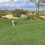 Panoramic view of a lush green golf course at We-Ko-Pa Golf Club. Smooth