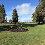 green grass with the flag in the hole.